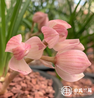 莲瓣兰【粉荷】