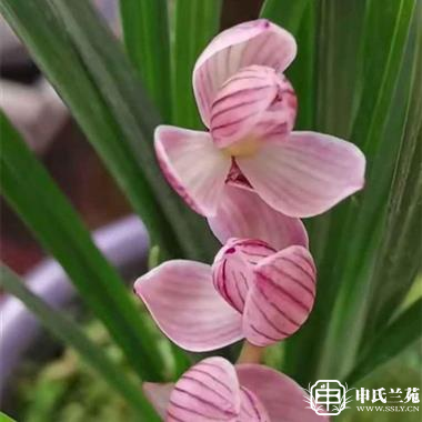 莲瓣兰【童面玲珑】