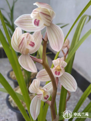 莲瓣兰【荷之冠】又名：绣荷鼎