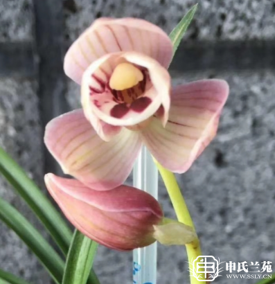 莲瓣兰【玉鼎宏福】