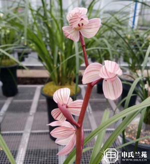 莲瓣兰【神荷】又名：含羞荷
