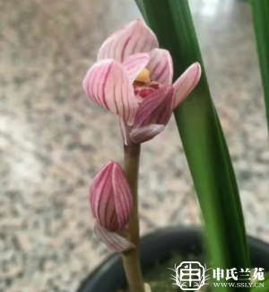 莲瓣兰【出水芙蓉】