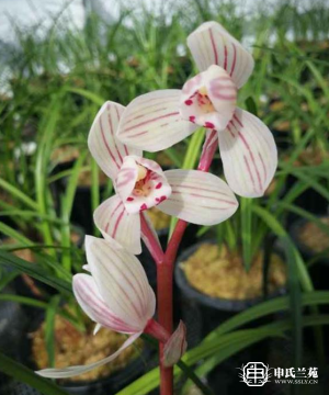 莲瓣兰【红宝荷】又名：千禧荷、红筋大荷
