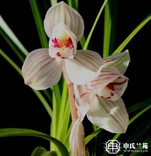 莲瓣兰【三江园丁荷】