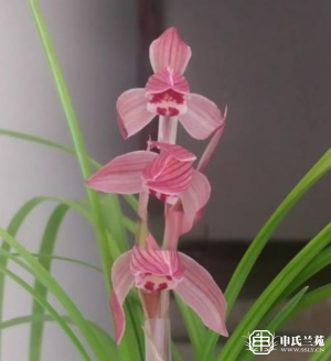 莲瓣兰【红韵】
