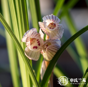 莲瓣兰【丽江星荷】又名：千禧荷、金元大荷
