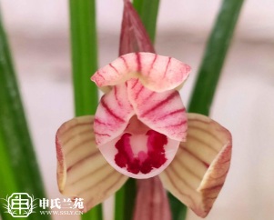 莲瓣兰【红韵荷】