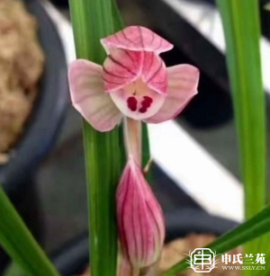 莲瓣兰【龚明荷】