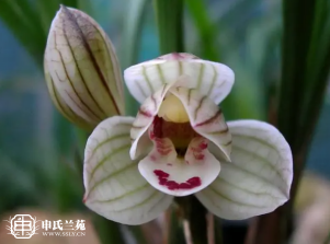 莲瓣兰【荡山荷】