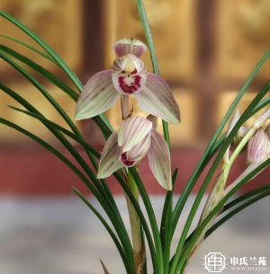 莲瓣兰【沧江荷】又名：复色荷、笑荷