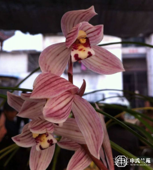 莲瓣兰【红鼎荷】又名：凉山红荷