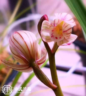 莲瓣兰【荷天下】