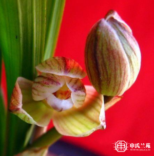 莲瓣兰【金沙荷鼎】