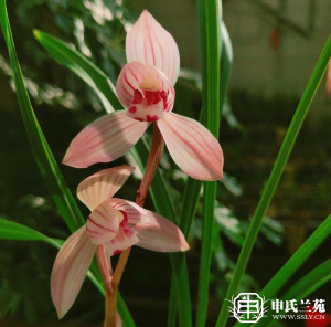 莲瓣兰【无量红荷】