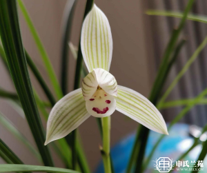 莲瓣兰【五印仙子】又名：点苍荷