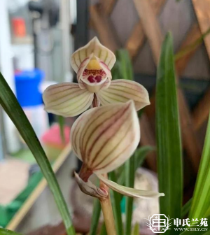莲瓣兰【幽谷荷】