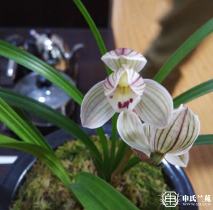 莲瓣兰【馨月荷】