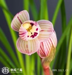 莲瓣兰【心雨荷】又名：馨雨荷