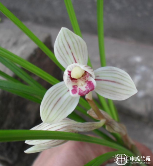 莲瓣兰【同心荷】