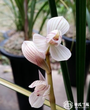莲瓣兰【祥荷】