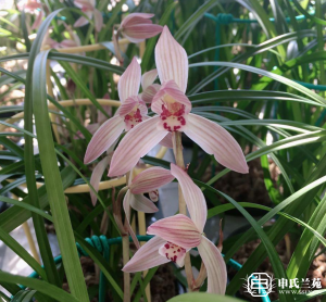 莲瓣兰【小桃红】