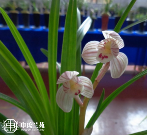 莲瓣兰【圆梦荷】