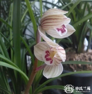 莲瓣兰【宝鼎荷】