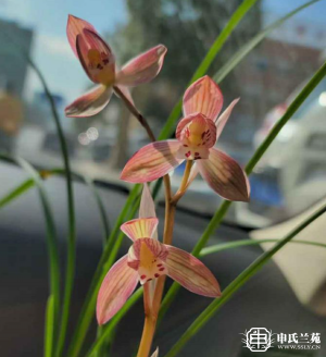 莲瓣兰【彩荷】又名：五彩荷、胭脂荷
