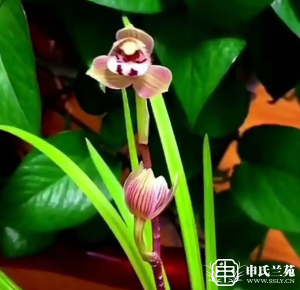 莲瓣兰【金韵红荷】