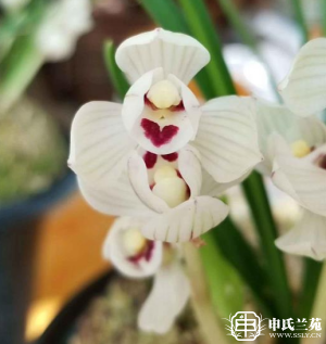 莲瓣兰【兰君荷鼎】