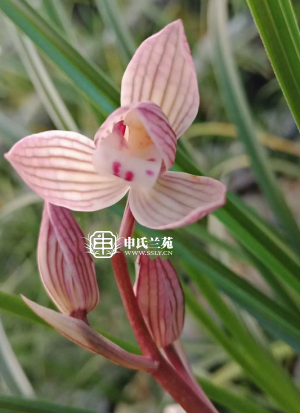 莲瓣兰【红颜】