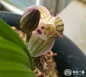 莲瓣兰【滇荷】又名：莲后梅
