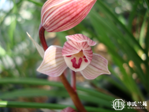 莲瓣兰【甸阳红荷】又名：板园红荷