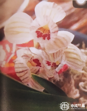 莲瓣兰【鼎荷】