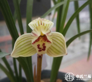 莲瓣兰【小胖子】又名：小白荷