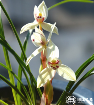 莲瓣兰【秀荷】又名：维西秀荷、小白荷