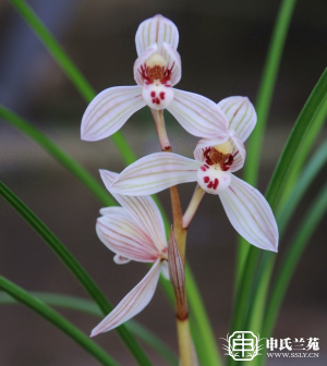 莲瓣兰【小荷冠】又名：五福荷