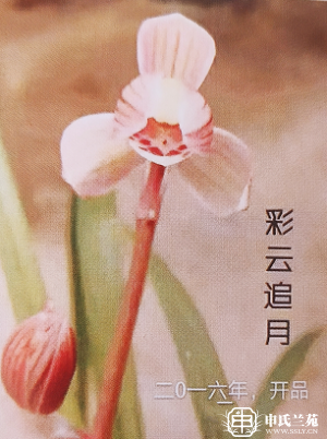 莲瓣兰【彩云追月】