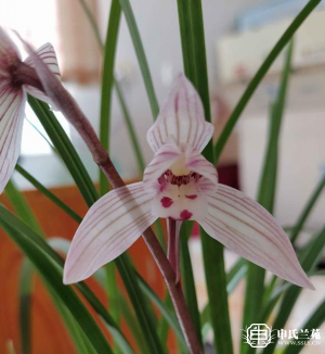 莲瓣兰【点仓荷】又名：点苍红荷