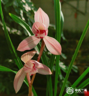 莲瓣兰【彩云红荷】